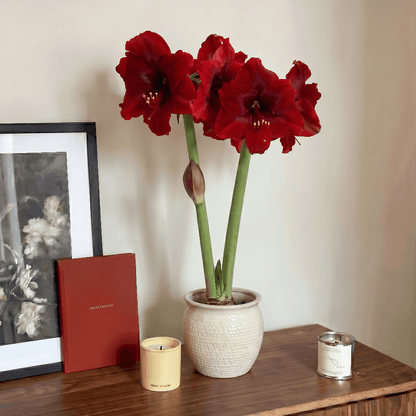 Amaryllis Amarossi