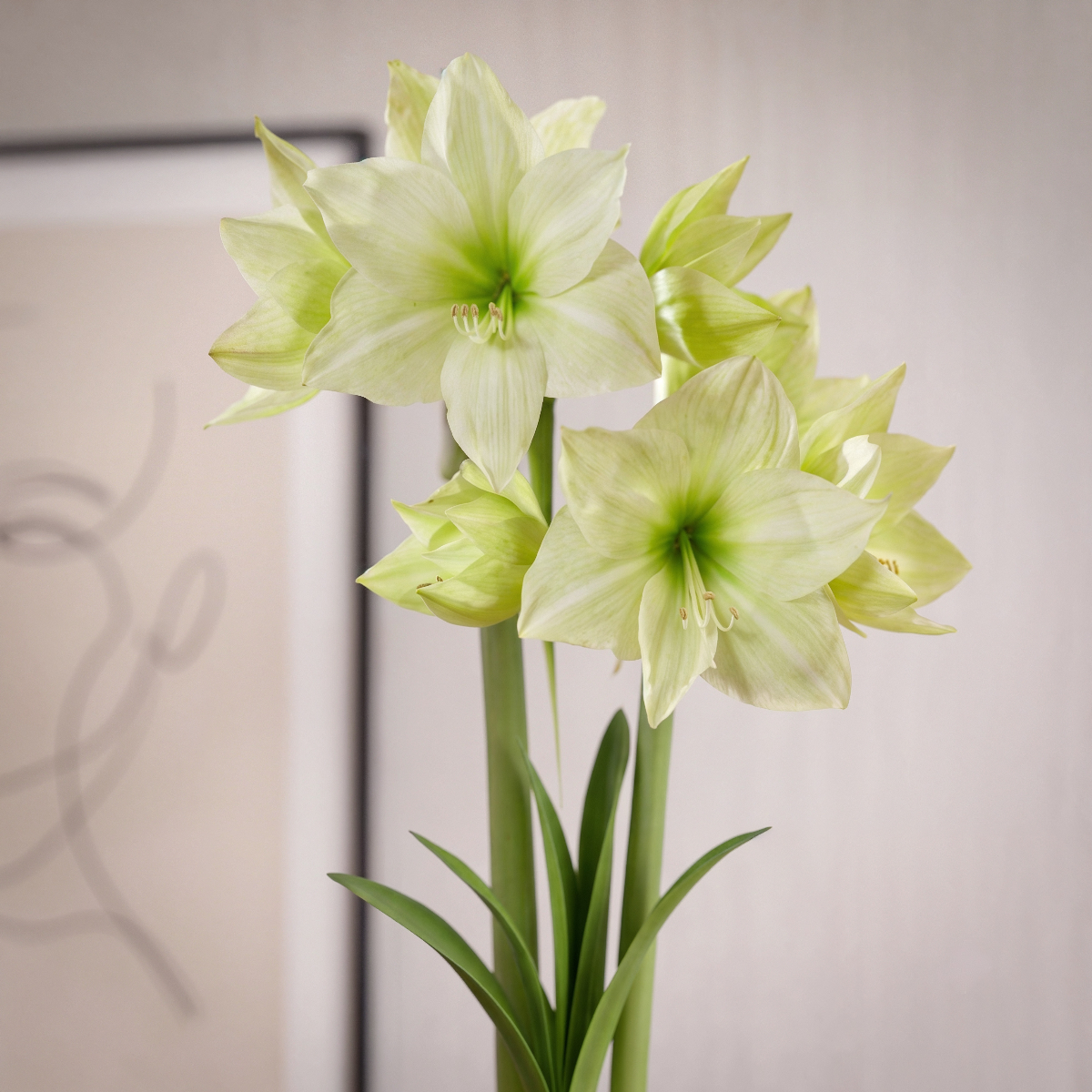 Amaryllis Lemon Grandise