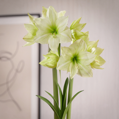 Amaryllis Lemon Grandise
