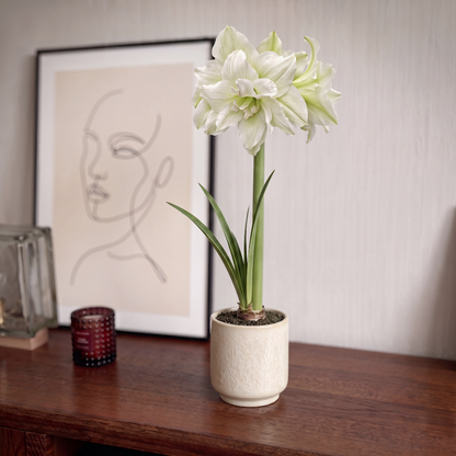 Amaryllis White Glory