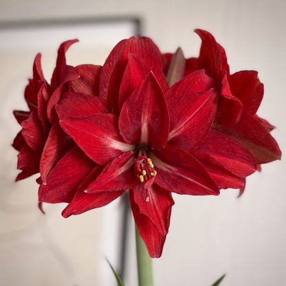 Amaryllis Double Delicious