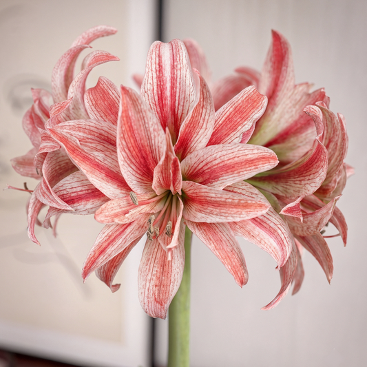 Amaryllis Doublet