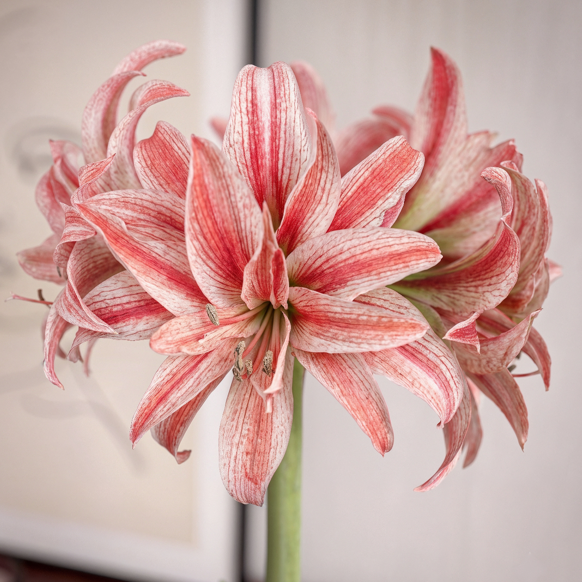 Amaryllis Doublet