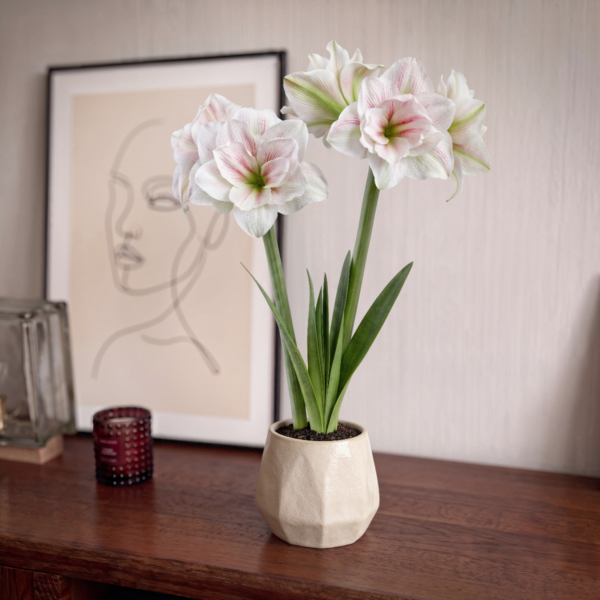 Amaryllis Aquaro
