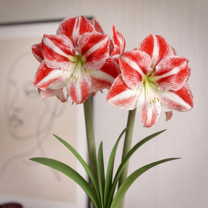 Amaryllis Clown