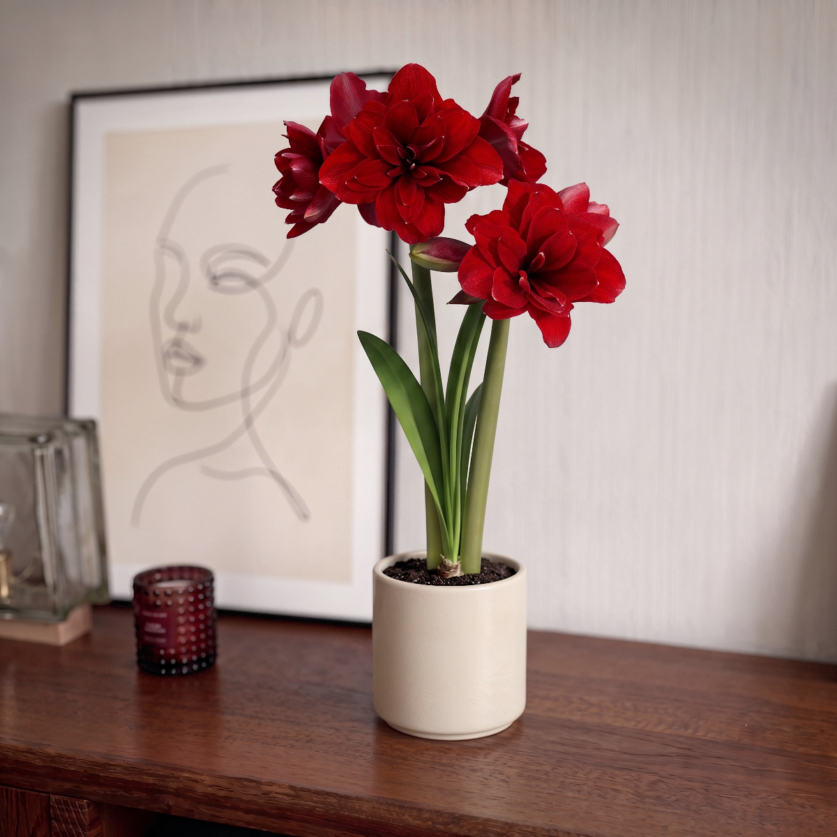 Amaryllis Double King
