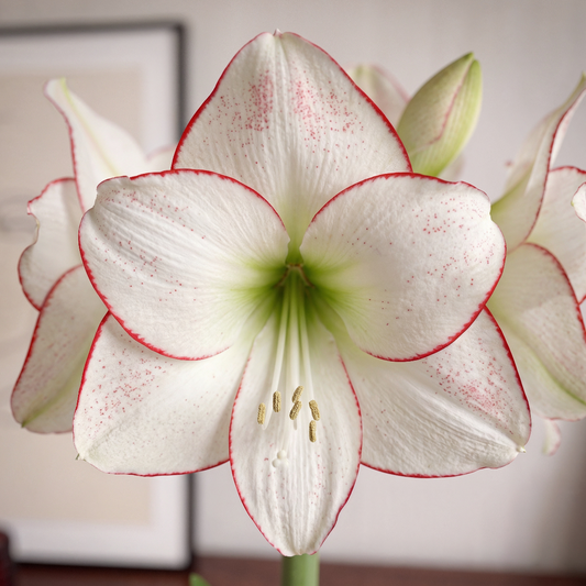 Amaryllis Picasso
