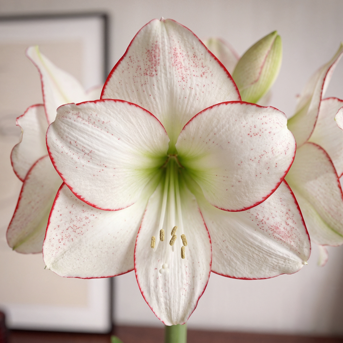 Amaryllis Picasso
