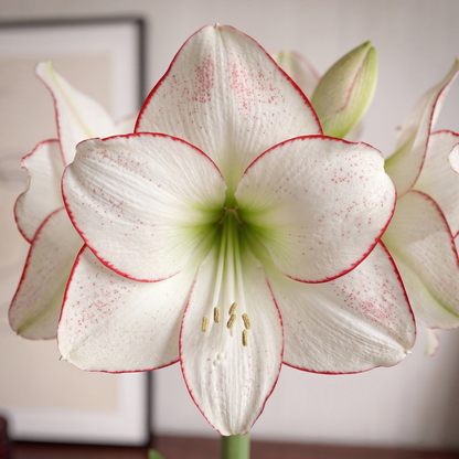 Amaryllis Picasso