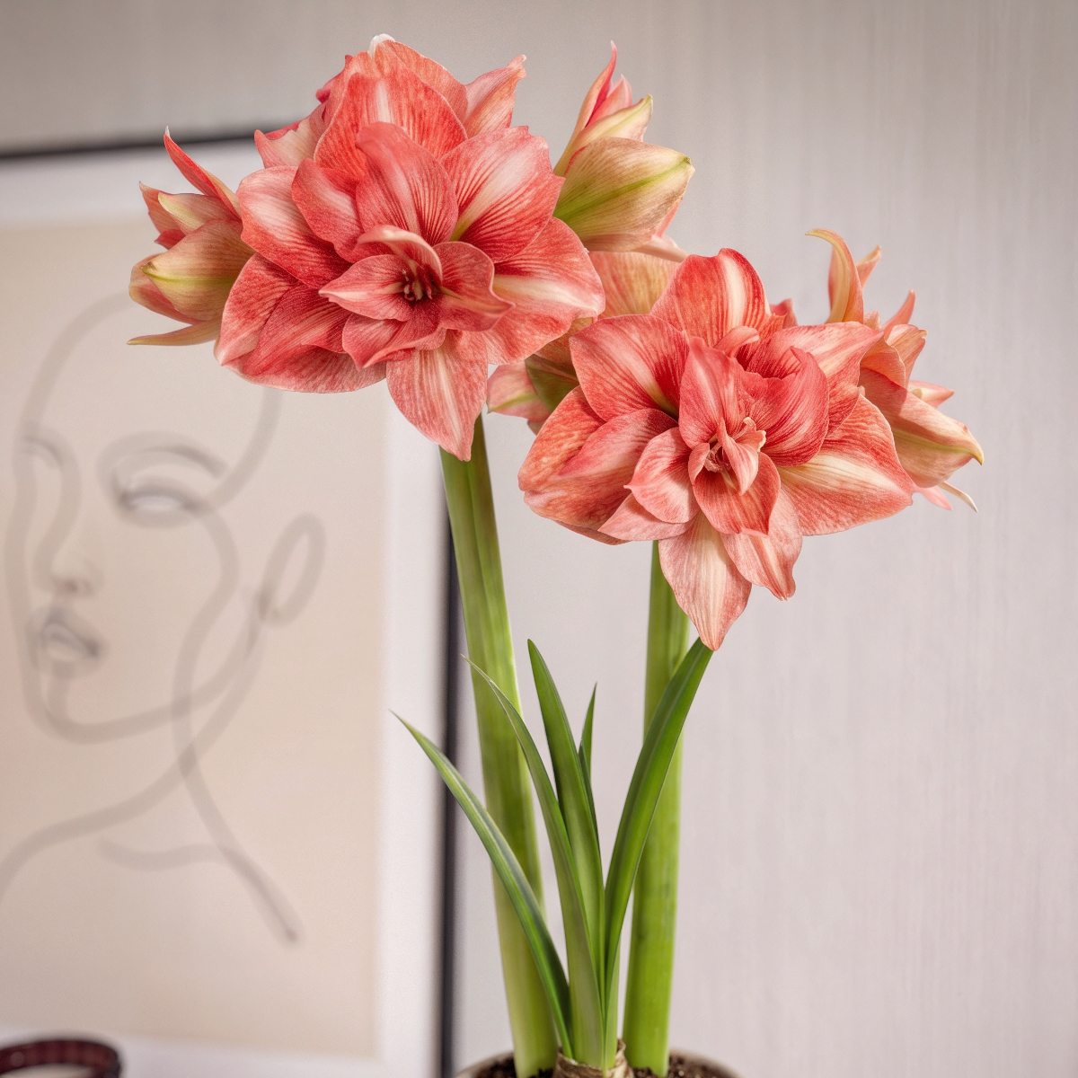 Amaryllis Balance