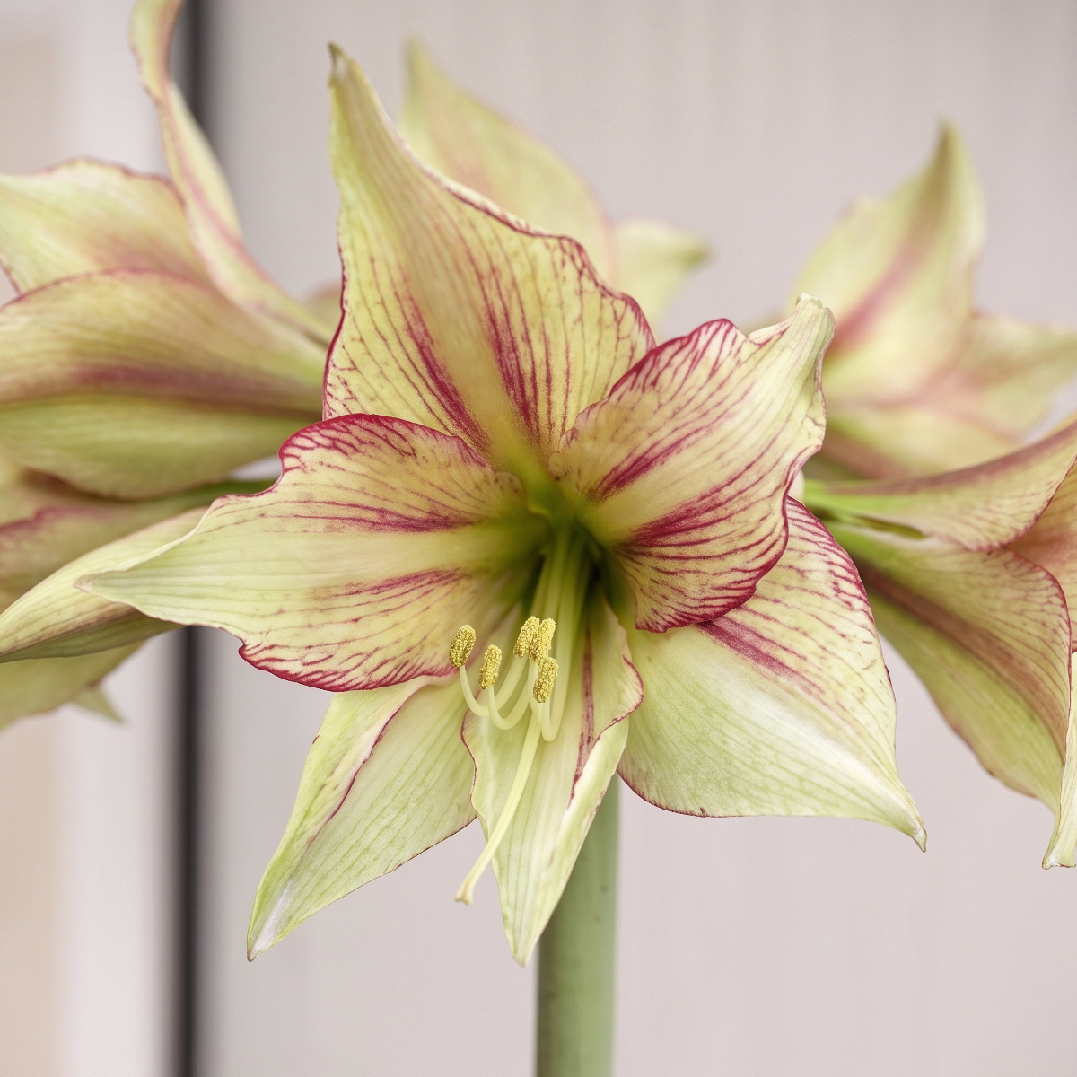 Amaryllis Magic Green