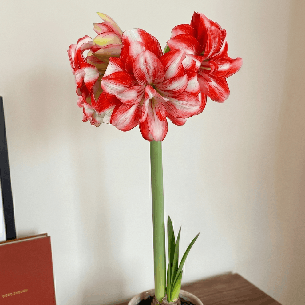 Amaryllis Jolly Majesty