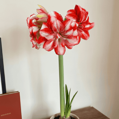 Amaryllis Jolly Majesty