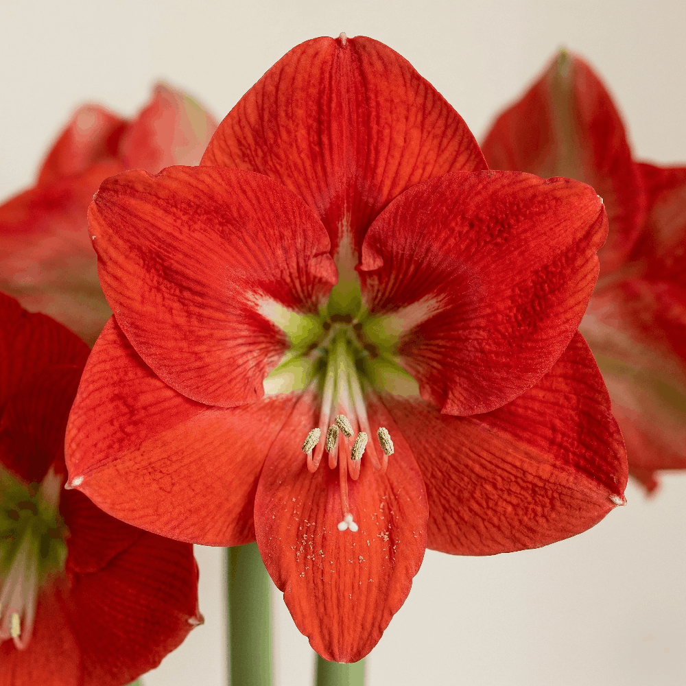 Amaryllis Capella