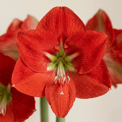 Amaryllis Capella