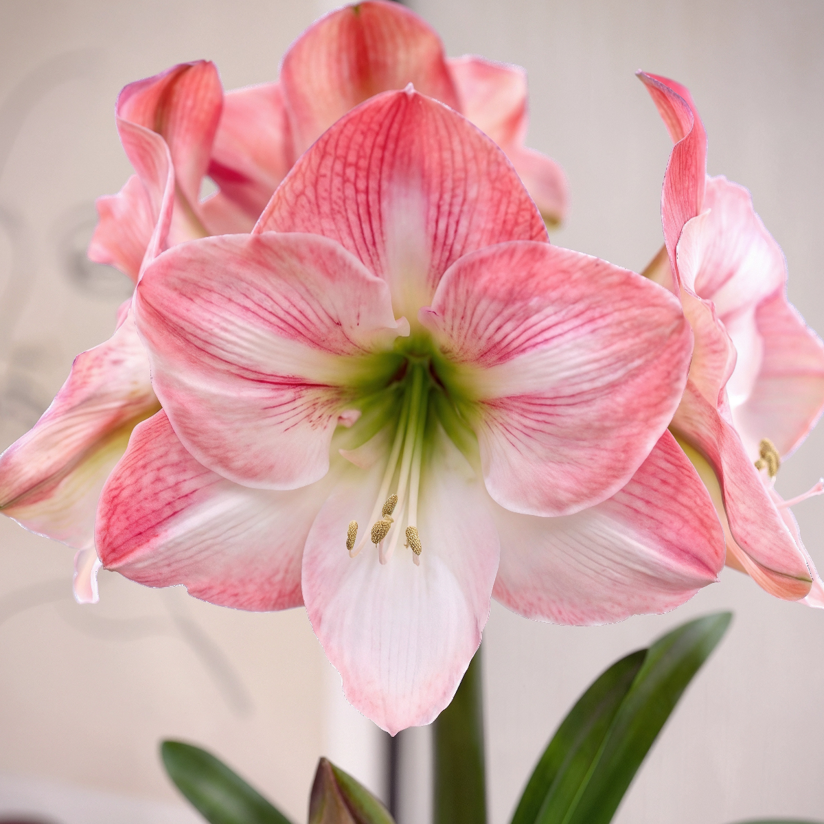 Amaryllis Apple Blossom