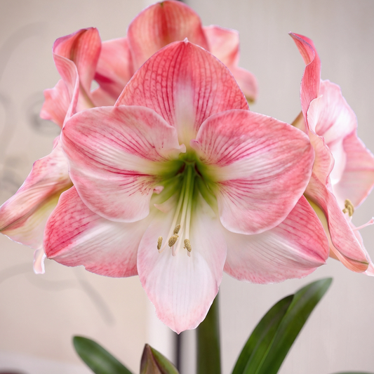 Amaryllis Apple Blossom