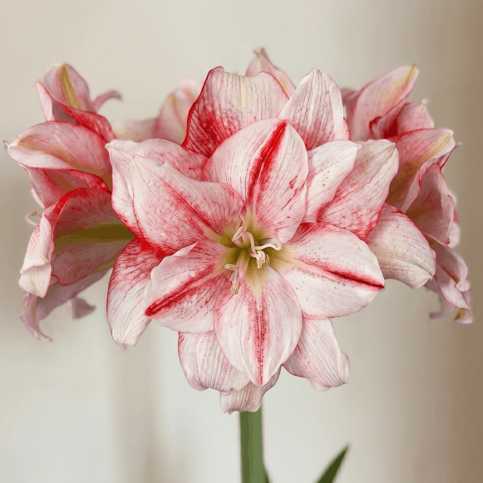 Amaryllis Nr.1503-1