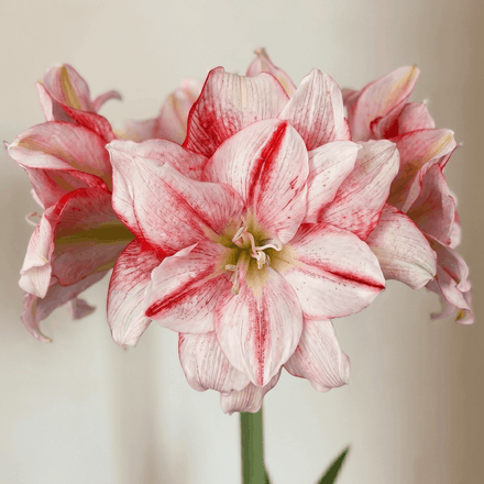 Amaryllis Nr.1503-1
