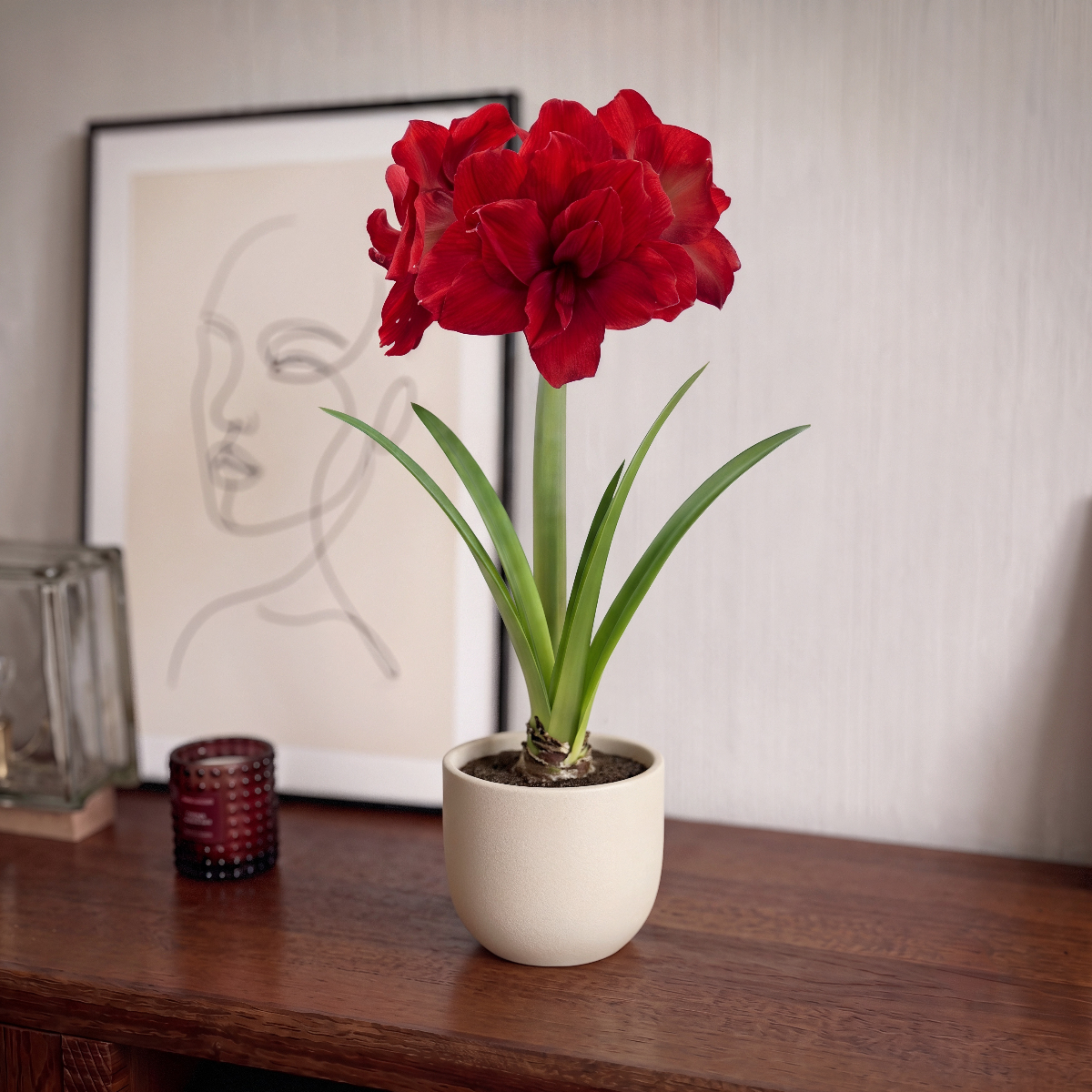 Amaryllis Amarantia
