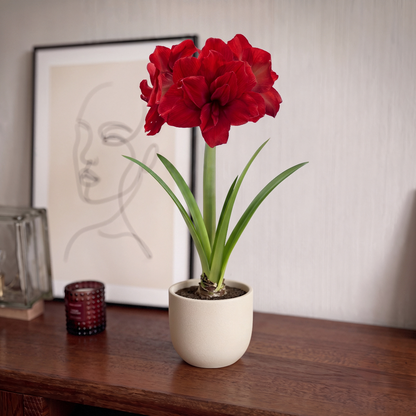 Amaryllis Amarantia
