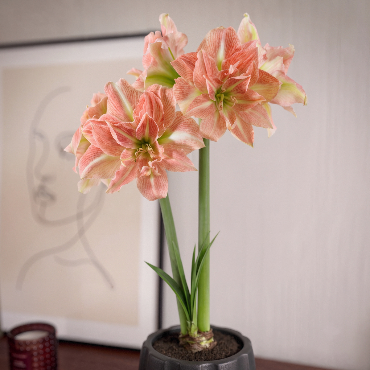 Amaryllis Sweet Amadeus