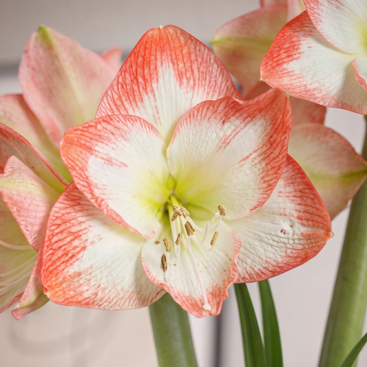 Amaryllis Sofia