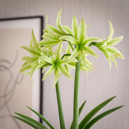 Amaryllis Evergreen