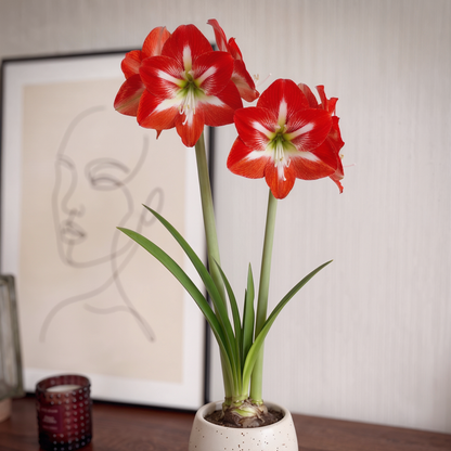 Amaryllis Cocktail