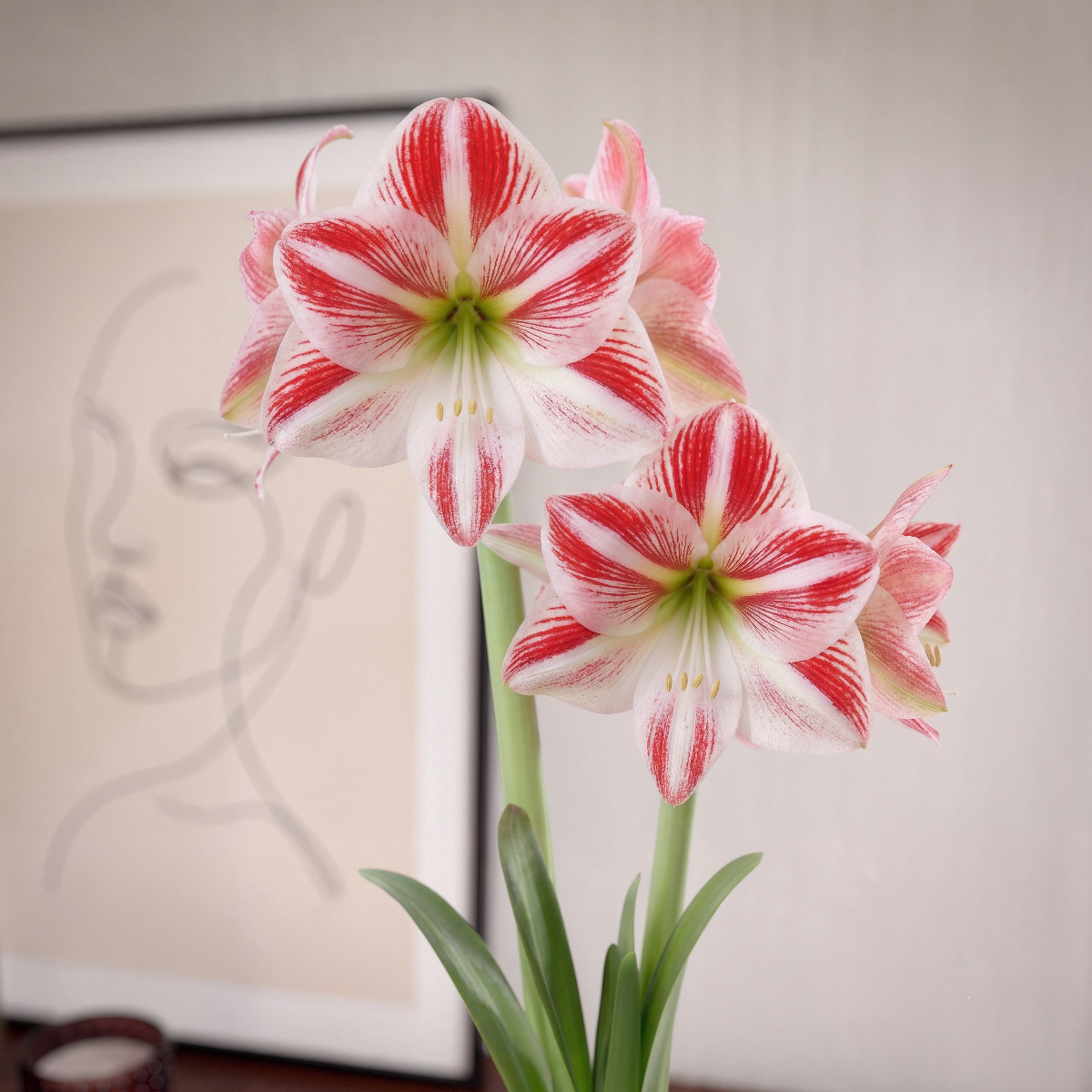 Amaryllis Caramba