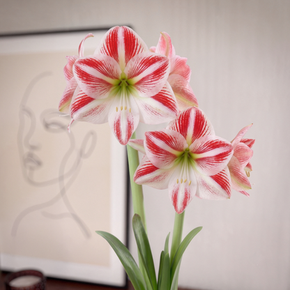 Amaryllis Caramba