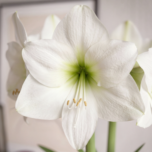 Amaryllis Albarino