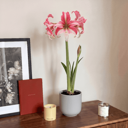 Amaryllis (Hippeastrum) Imbali