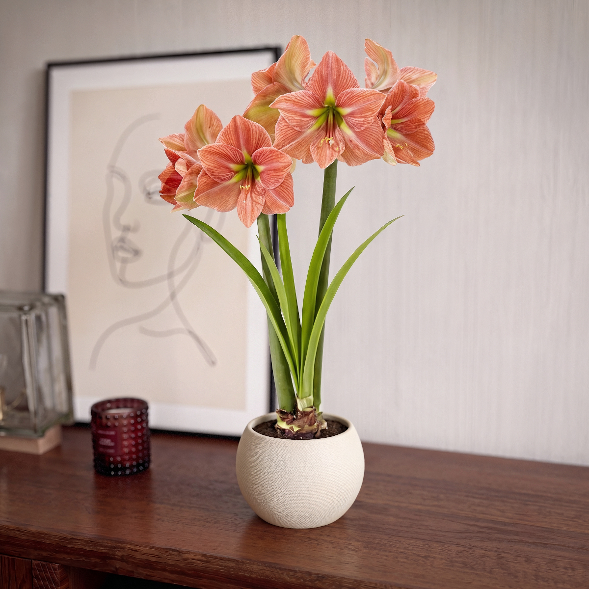 Amaryllis Terra Cotta Star