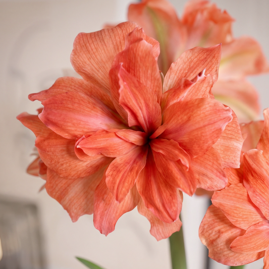Amaryllis Coral Belle