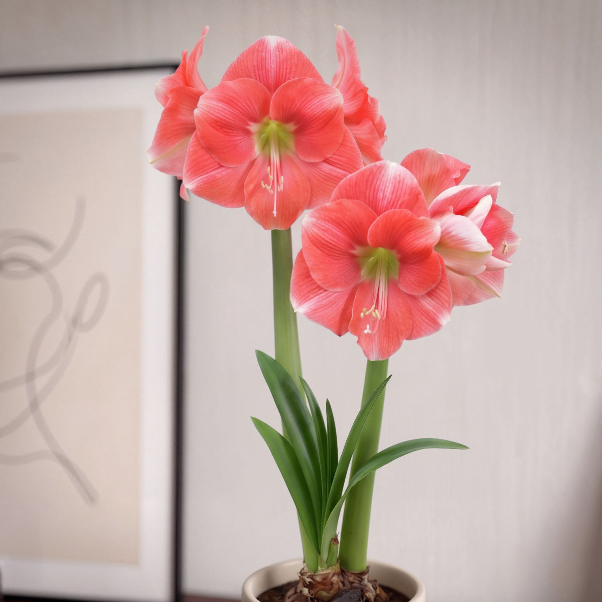 Amaryllis Rosalie