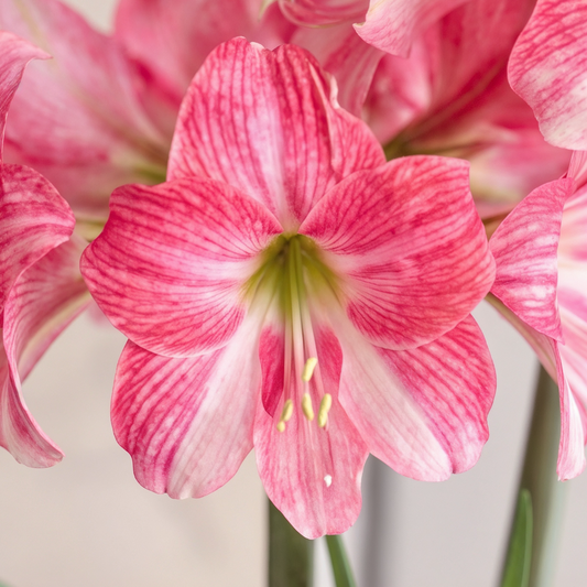 Amaryllis Neon