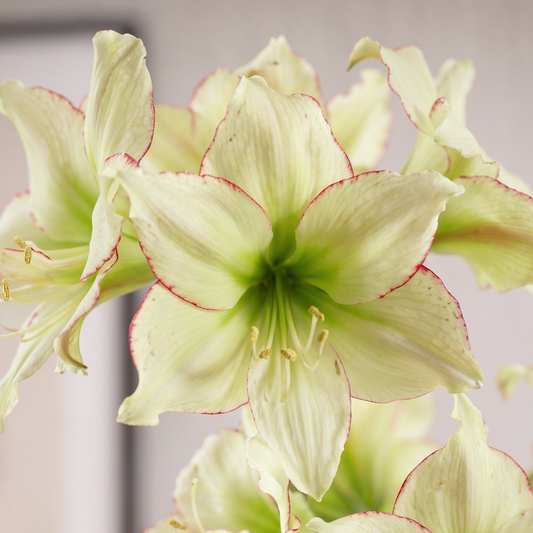 Amaryllis Lemon Cream