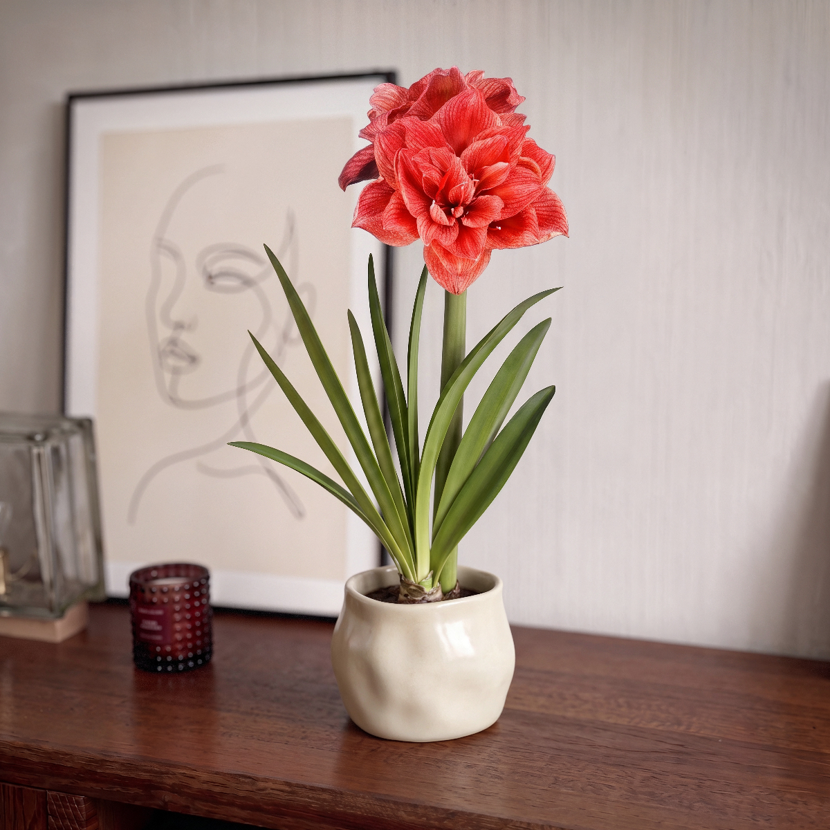 Amaryllis Cherry Amadeus