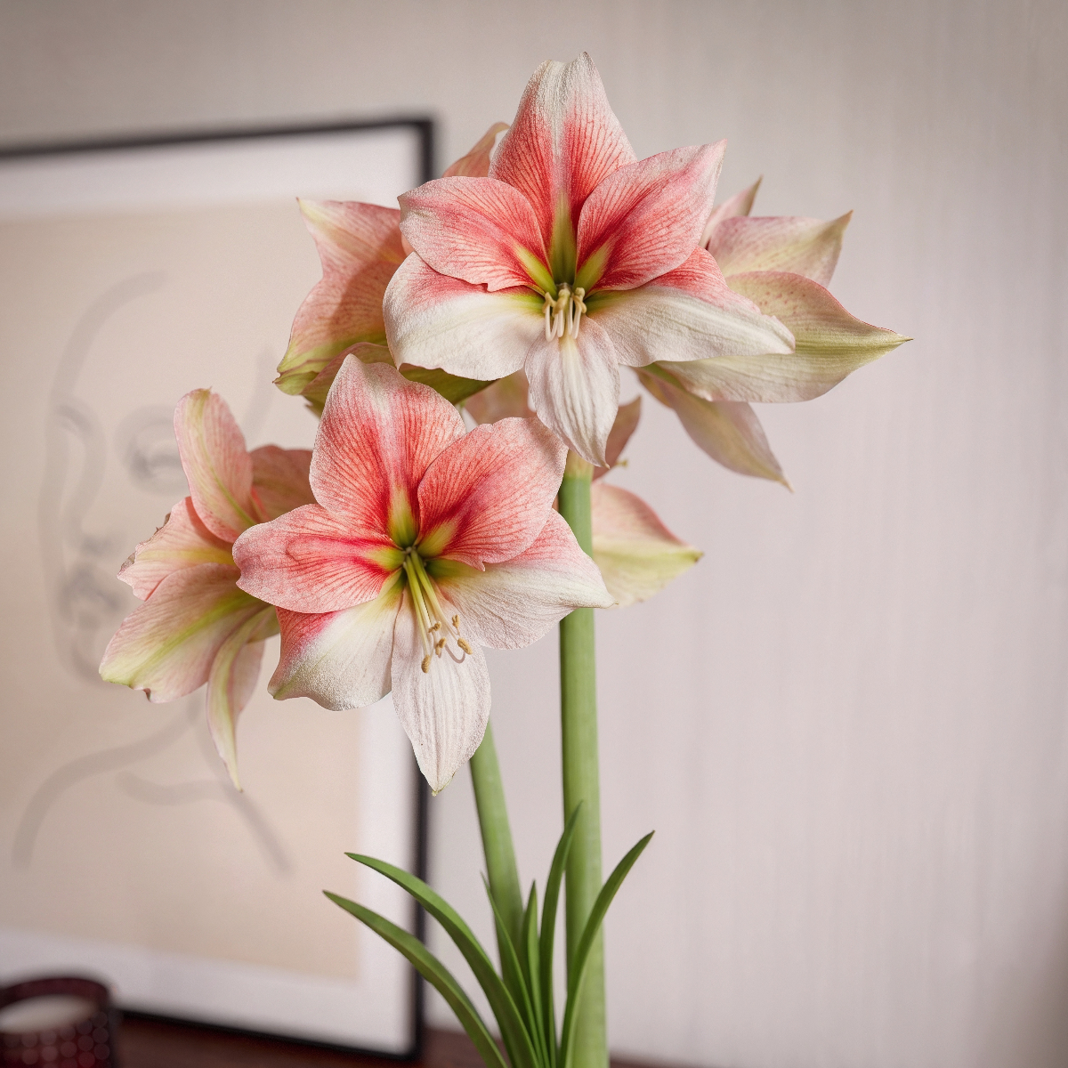 Amaryllis Grandise Fantasy