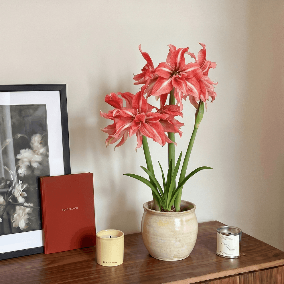 Amaryllis Wild Romance