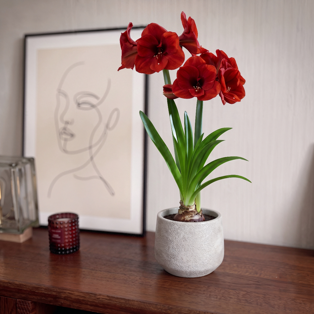 Amaryllis Ferrari
