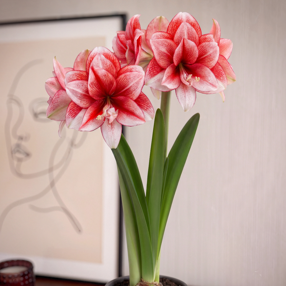 Amaryllis (Hippeastrum) Joker