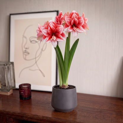 Amaryllis (Hippeastrum) Joker