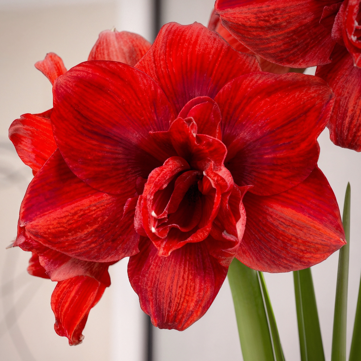 Amaryllis (Hippeastrum) #28