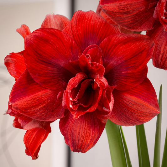 Amaryllis (Hippeastrum) #28