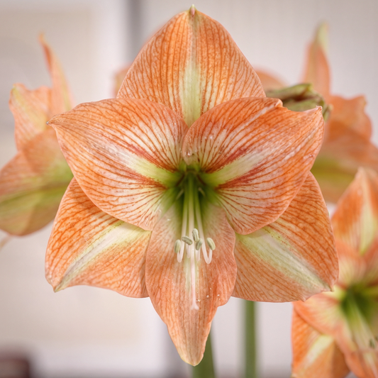Amaryllis Naomi