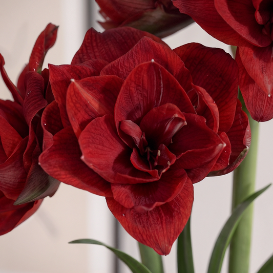 Amaryllis Cherry Nymph