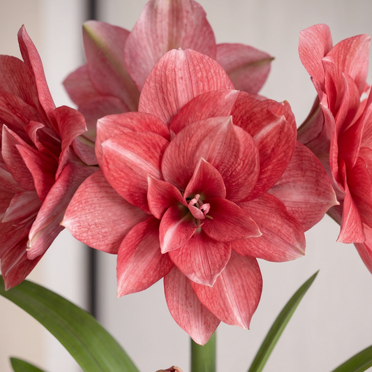 Amaryllis Double Dream