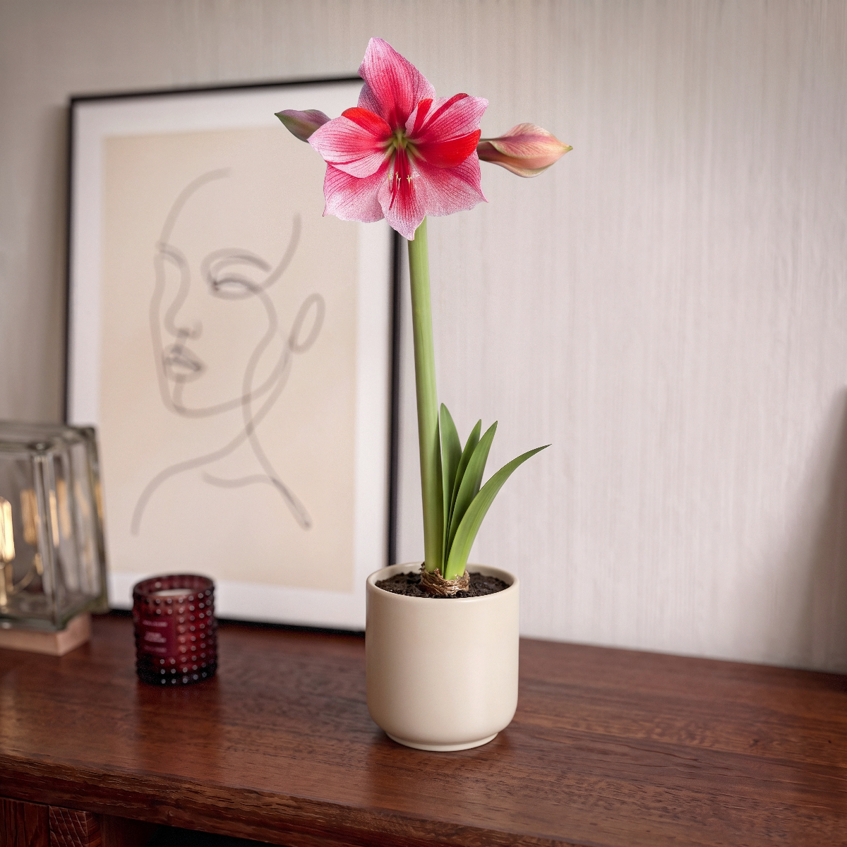 Amaryllis Gervase